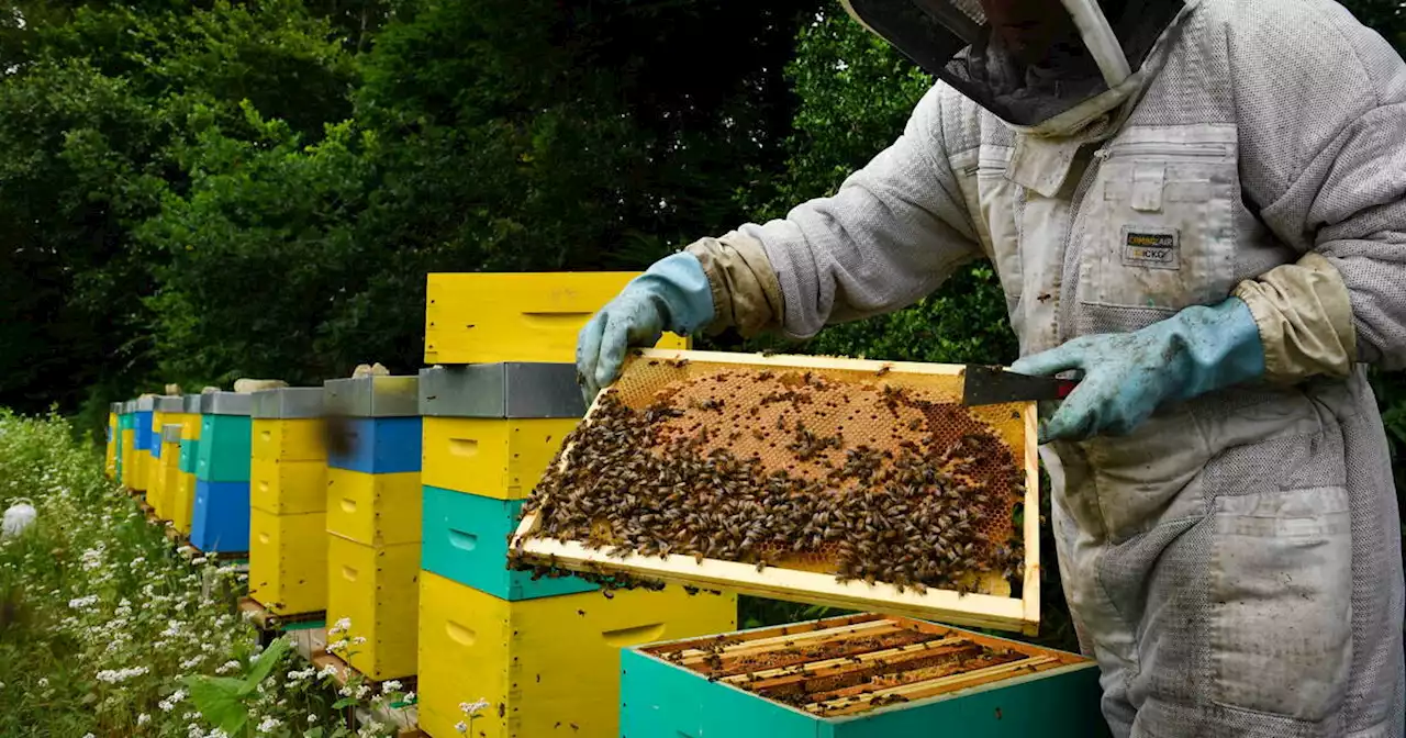 Les récoltes de miel encore insuffisantes cette année