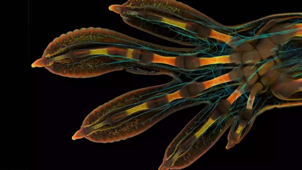 Glowing embryonic gecko hand and otherworldly slime mold amaze in winning microscope photos