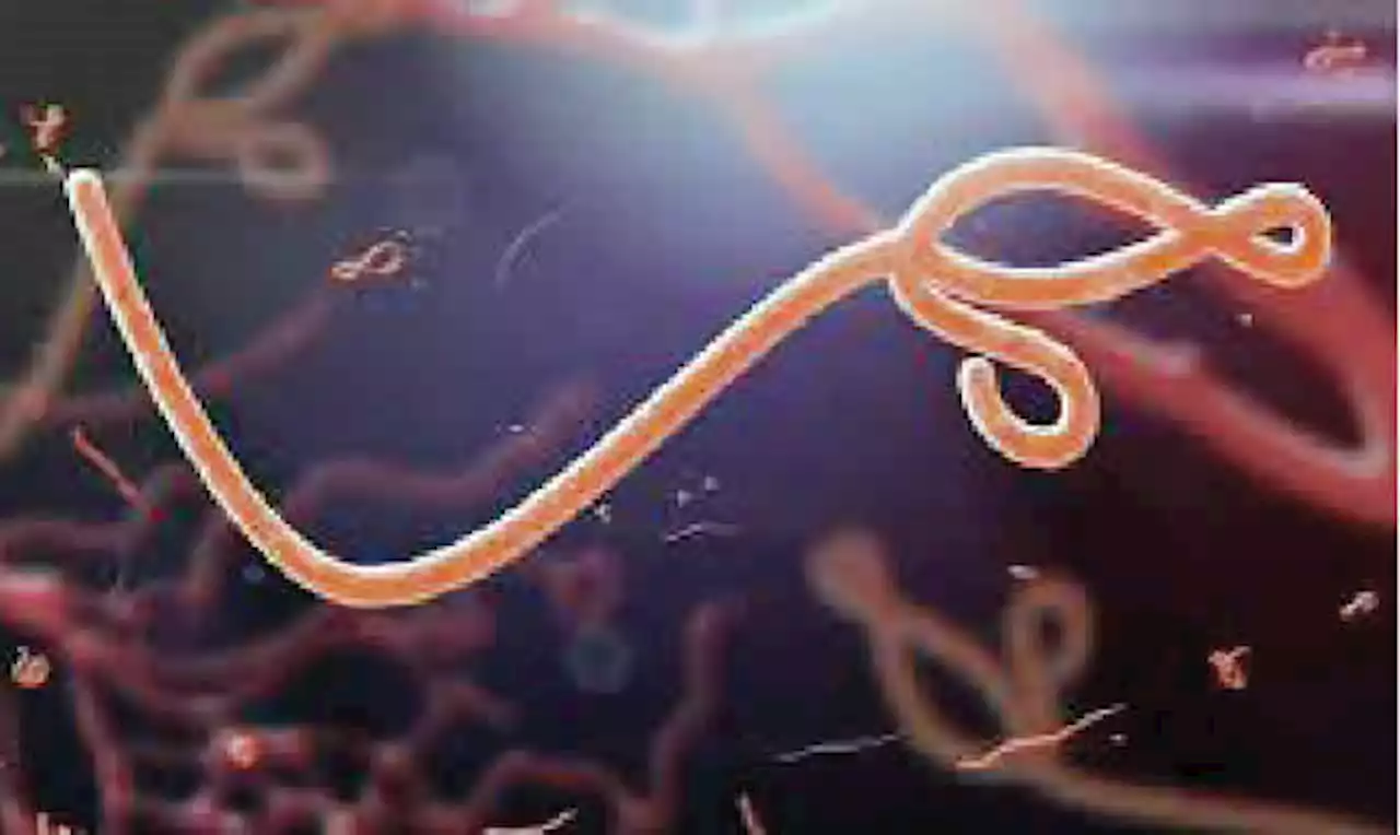 Resurgence of Ebola requires drastic action