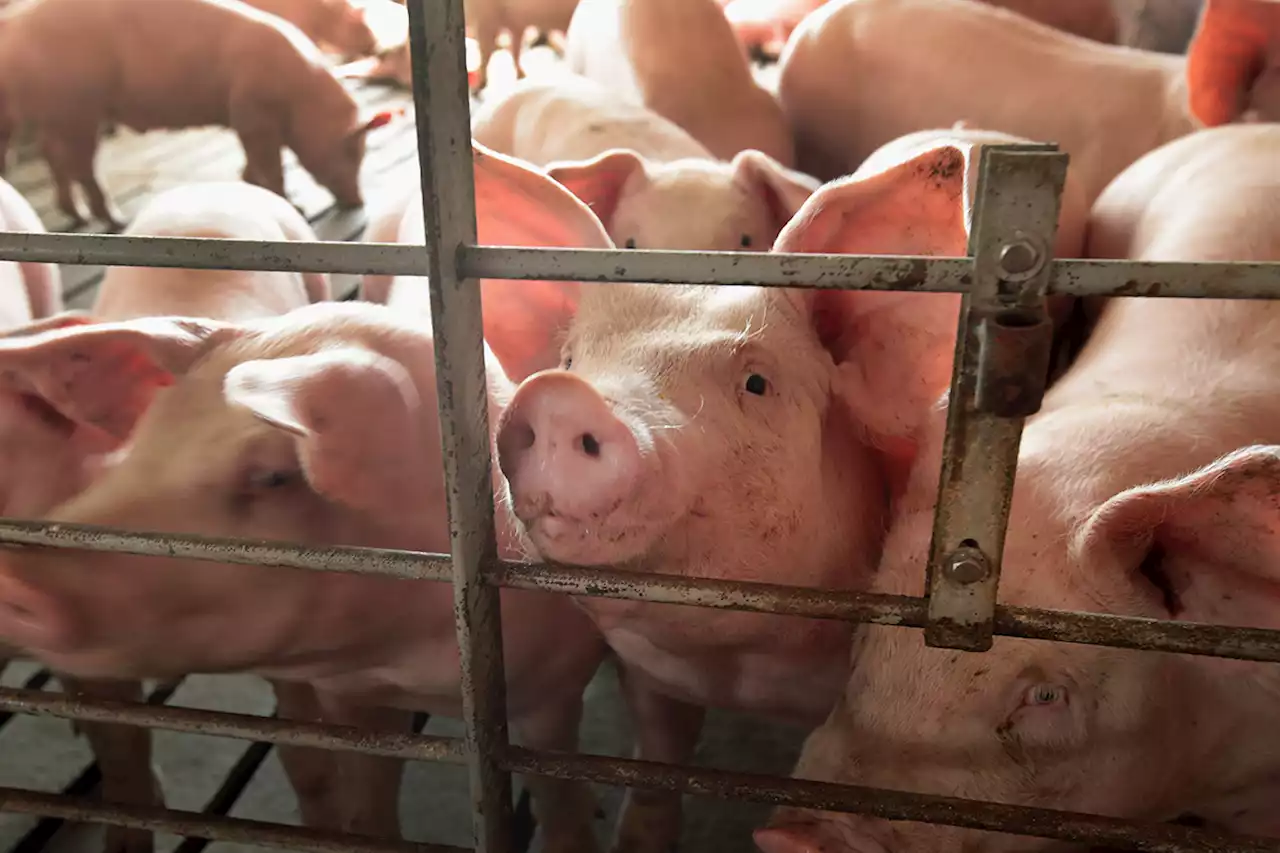 Supreme Court to Hear Case That Could Raise the Price of Bacon