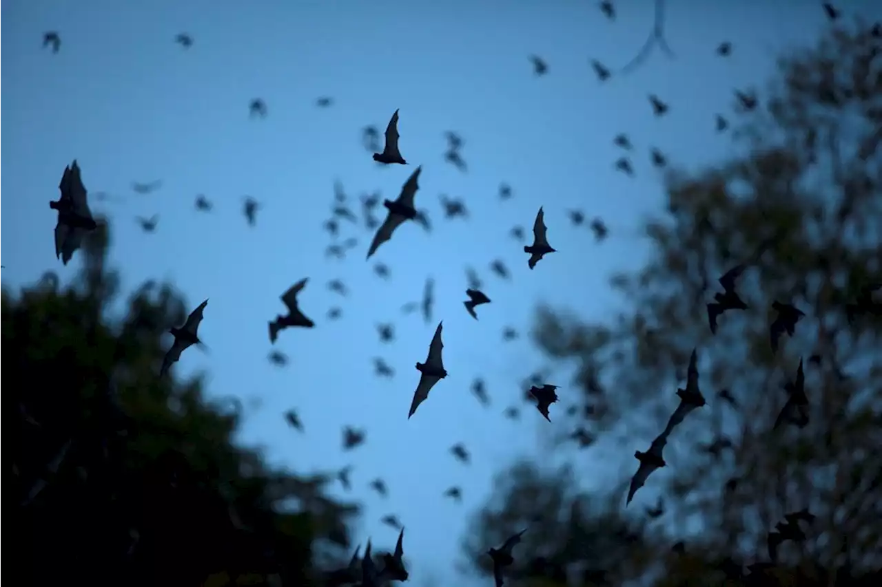 SA's wind turbines likely to kill a million bats by 2050 | Fin24