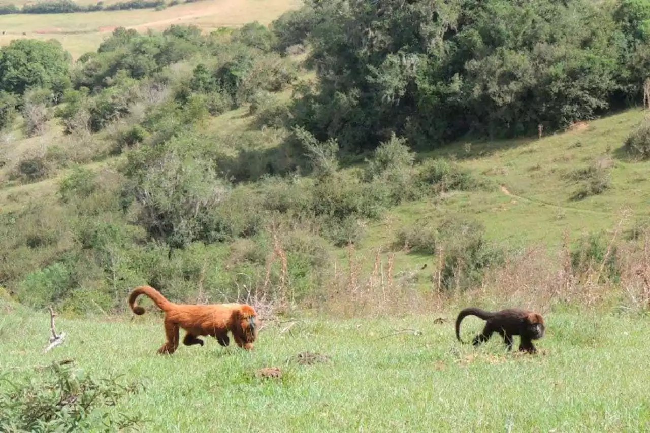 Monkeys and lemurs are coming down from the trees as climate warms up