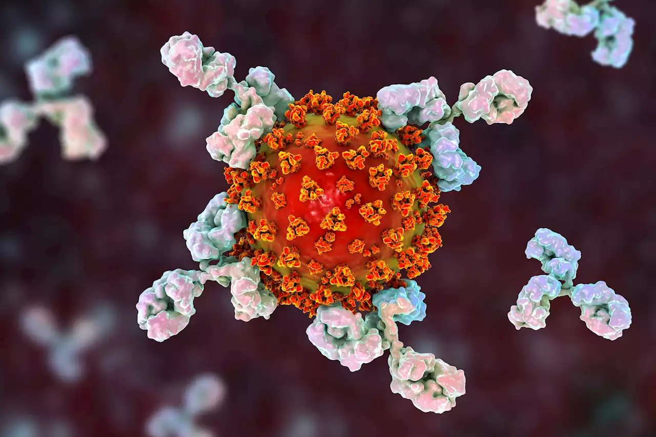 Antibody response trajectories among solid organ transplant recipients in association with mycophenolate mofetil administration