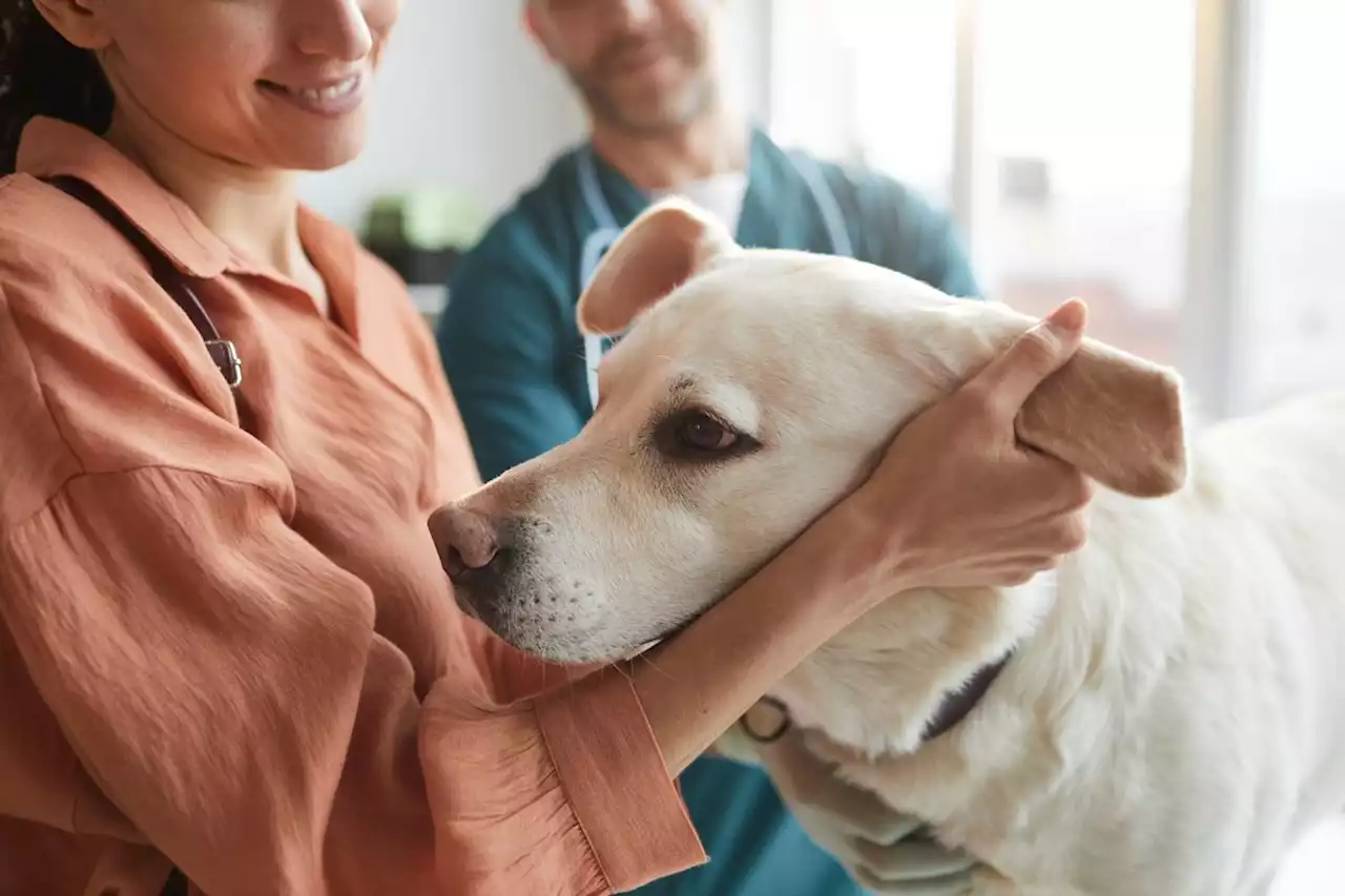 Using neuroimaging to investigate how petting dogs could help clinicians improve animal-assisted therapy