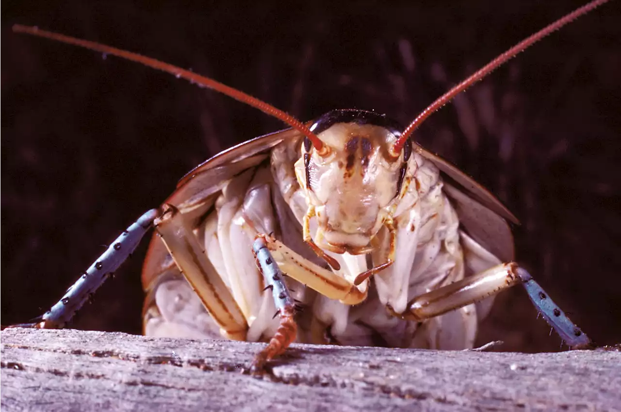 Not even cockroaches would survive nuclear war: 'Urban myth'