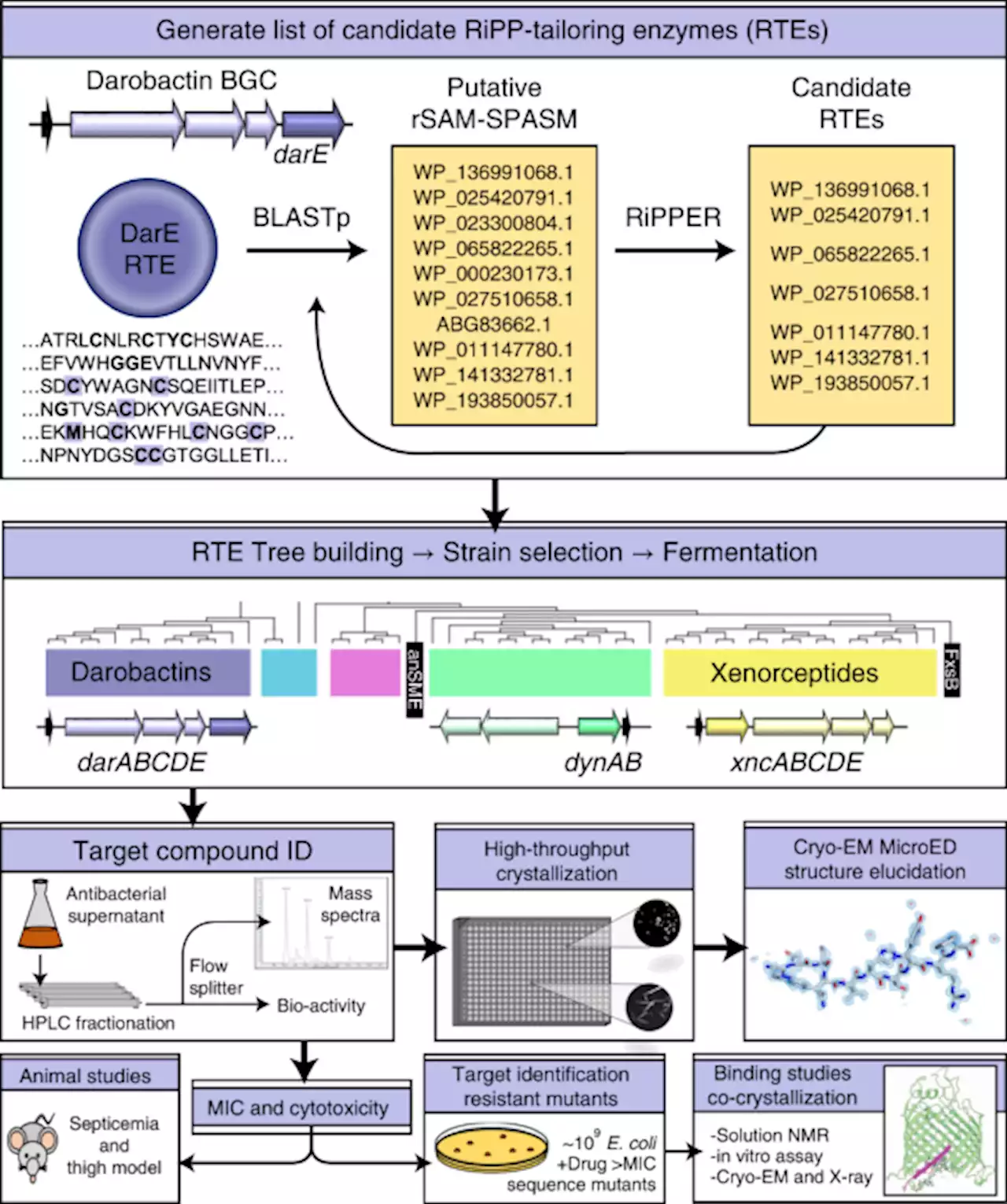 Computational identification of a systemic antibiotic for Gram-negative bacteria - Nature Microbiology