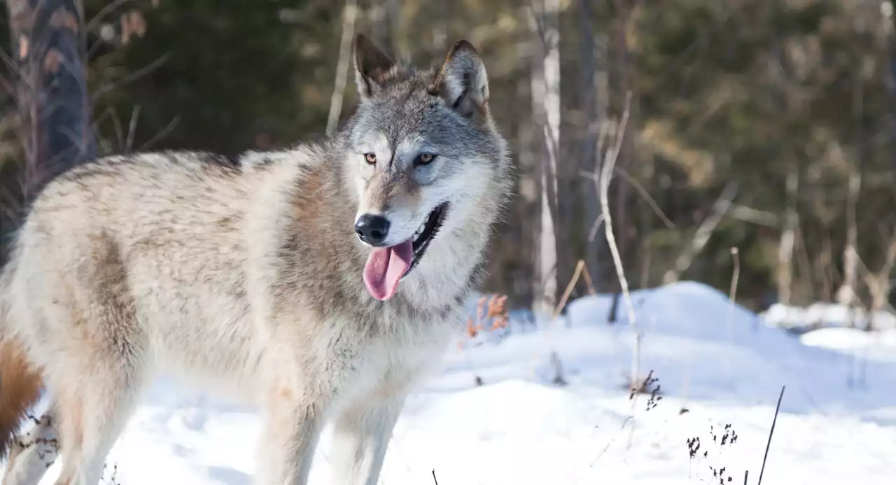 Despite longer hunting seasons, Idaho's wolf population could be holding steady