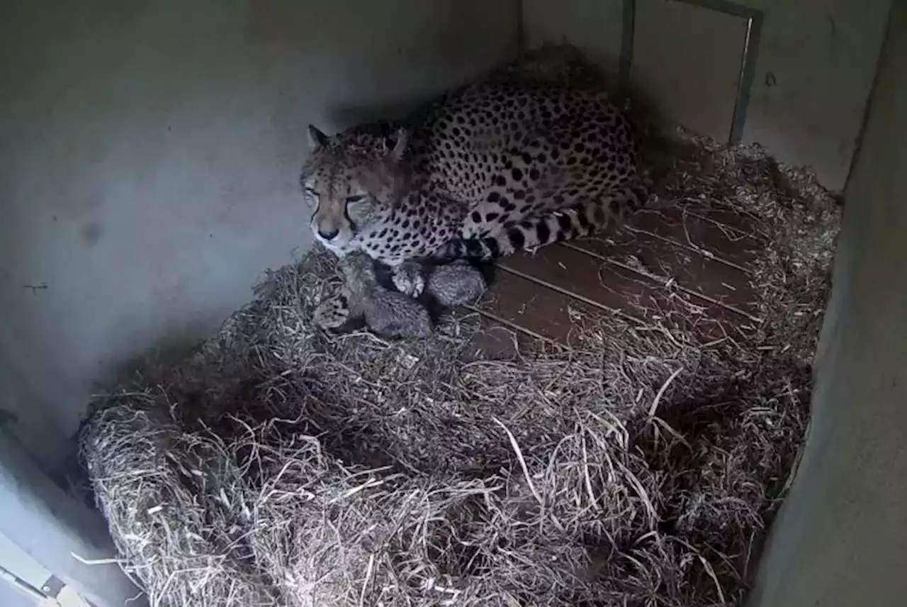 Cheetah cubs born at National Zoo’s Virginia campus