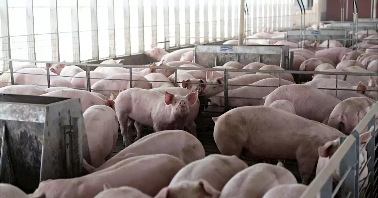 U.S. Supreme Court weighs pork industry challenge to California law