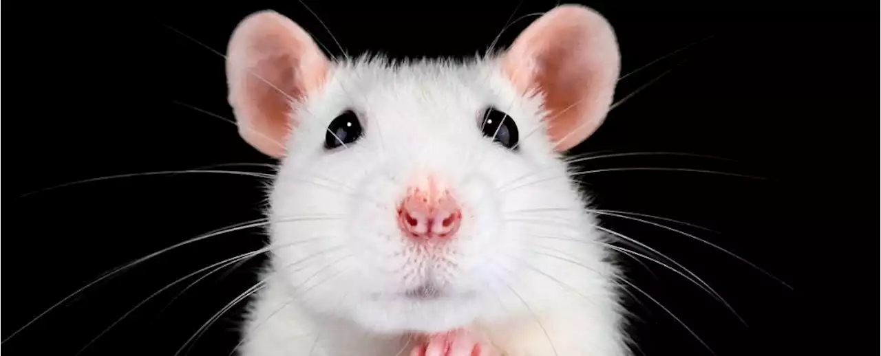 Scientists 'Blown Away' by New Treatment Restoring Sight to Blind Mice