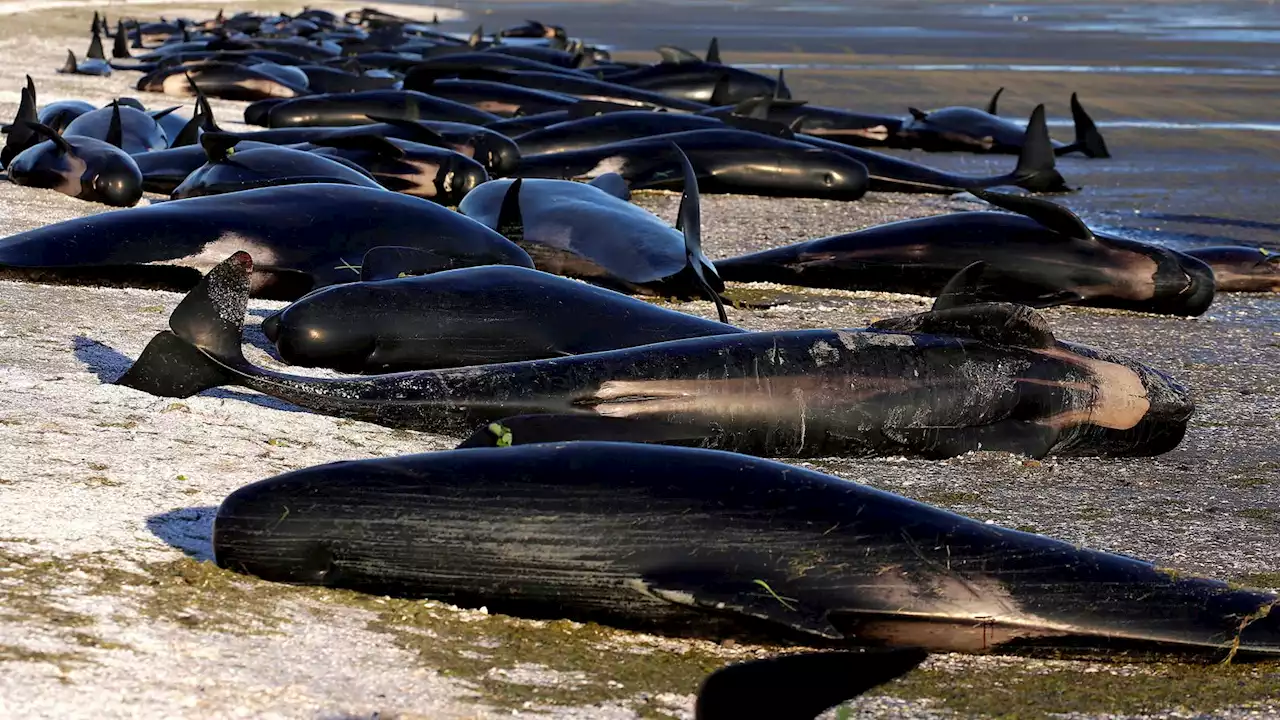 Hundreds of pilot whales stranded off remote islands in New Zealand