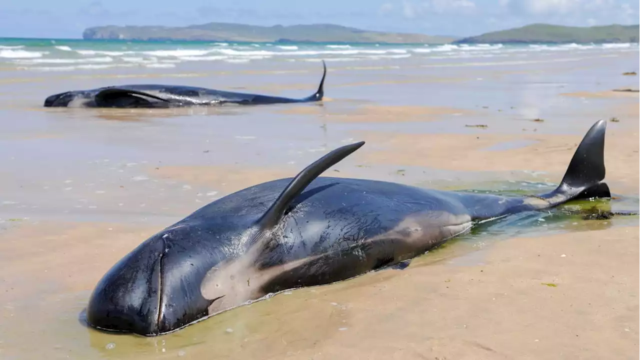 Nearly 500 Whales Die After Mysterious Mass Beaching Incidents