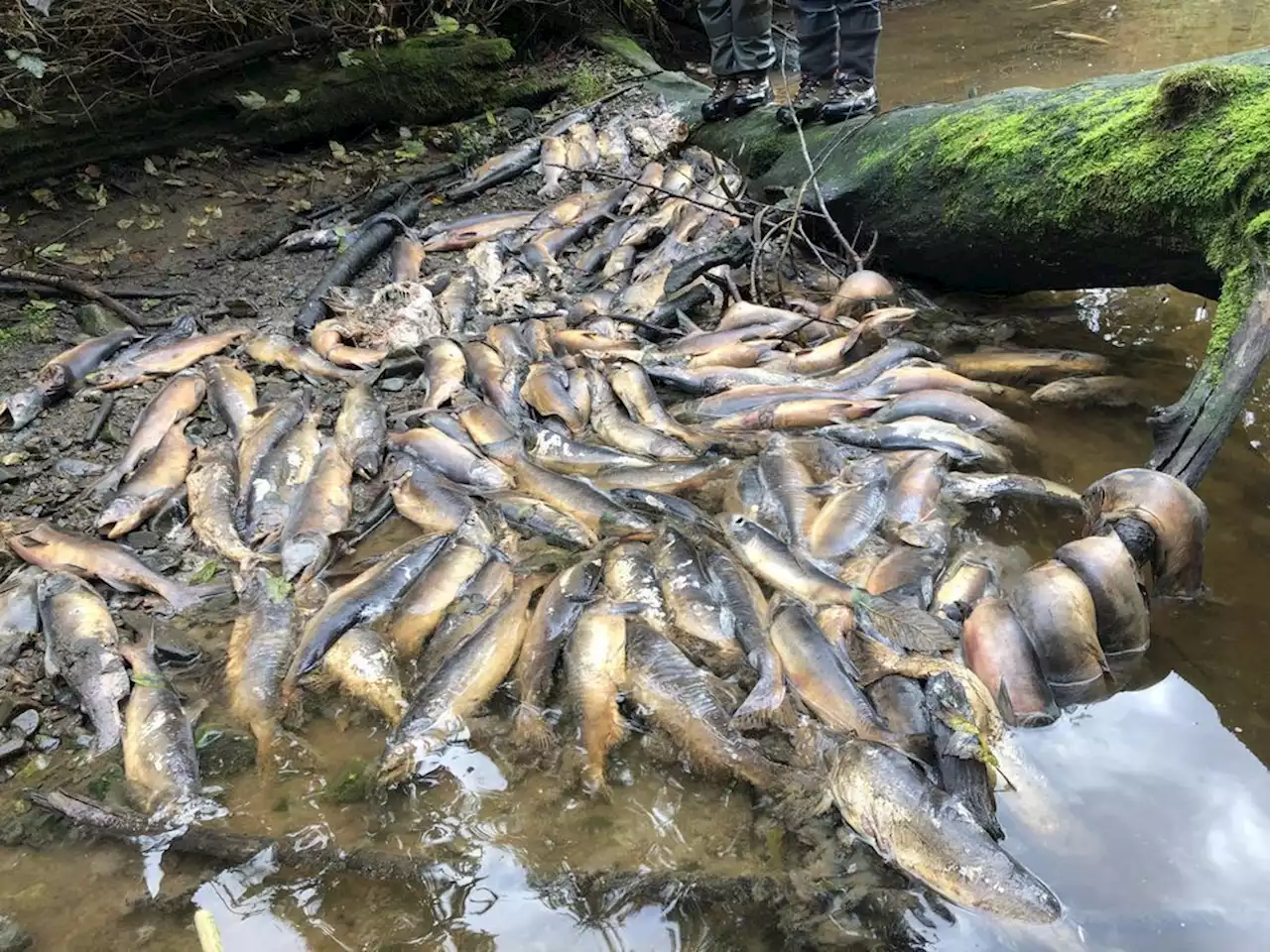 Historic drought behind B.C. wildfires, salmon die-off could continue: Experts