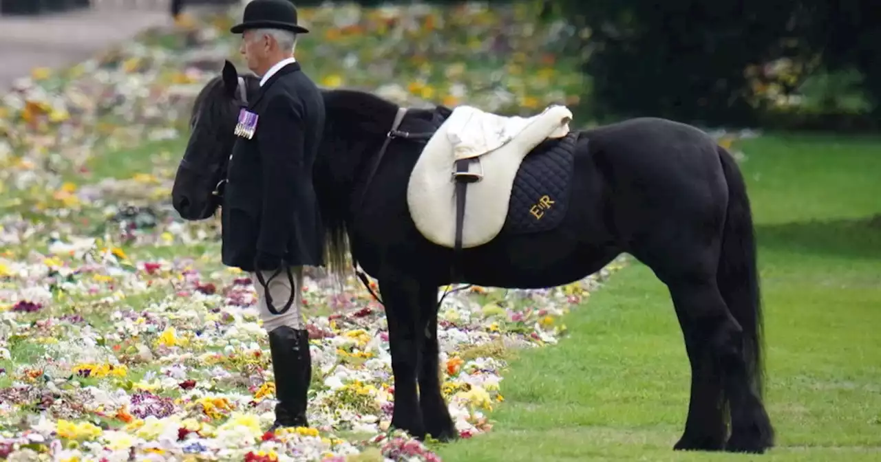 Buckingham Palace shares new portrait of Queen Elizabeth’s ‘much-loved’ pony