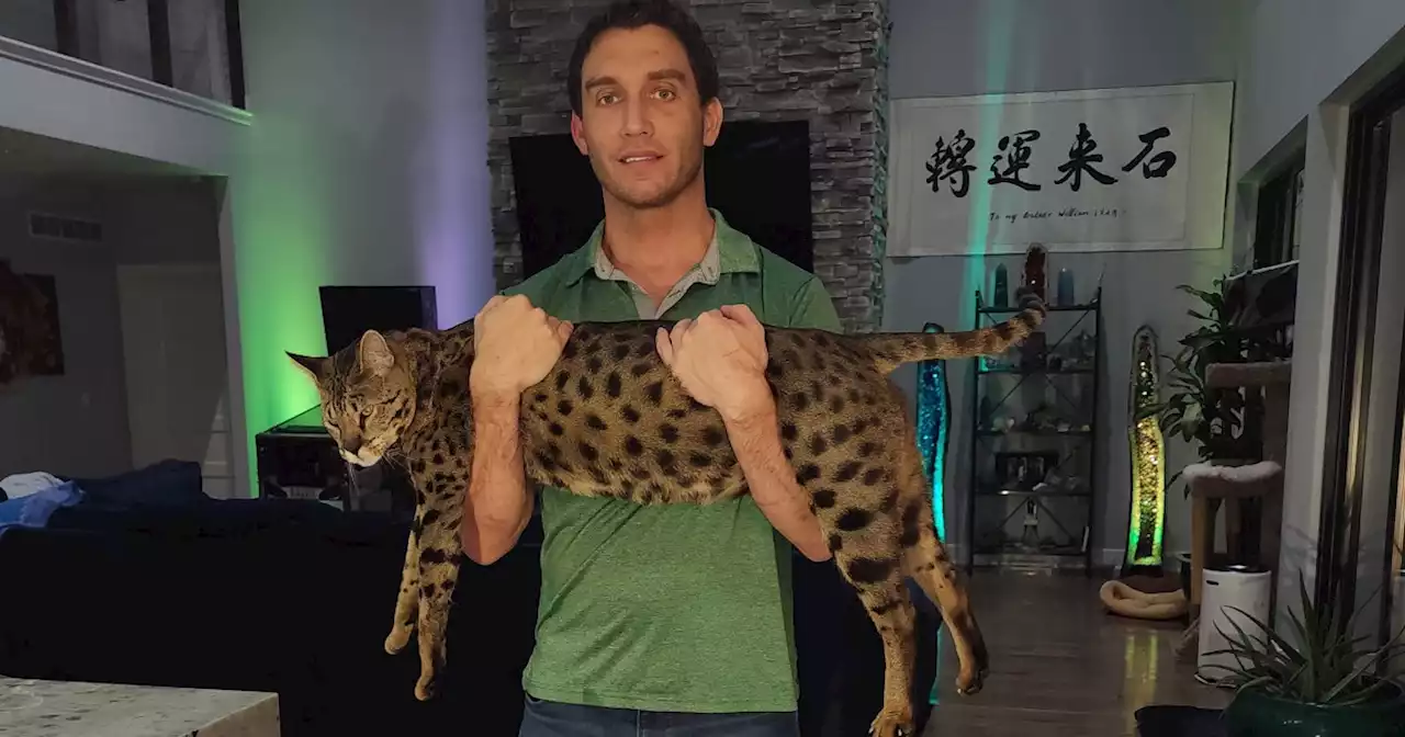 World’s tallest living cat supports animal shelters and HIV patients