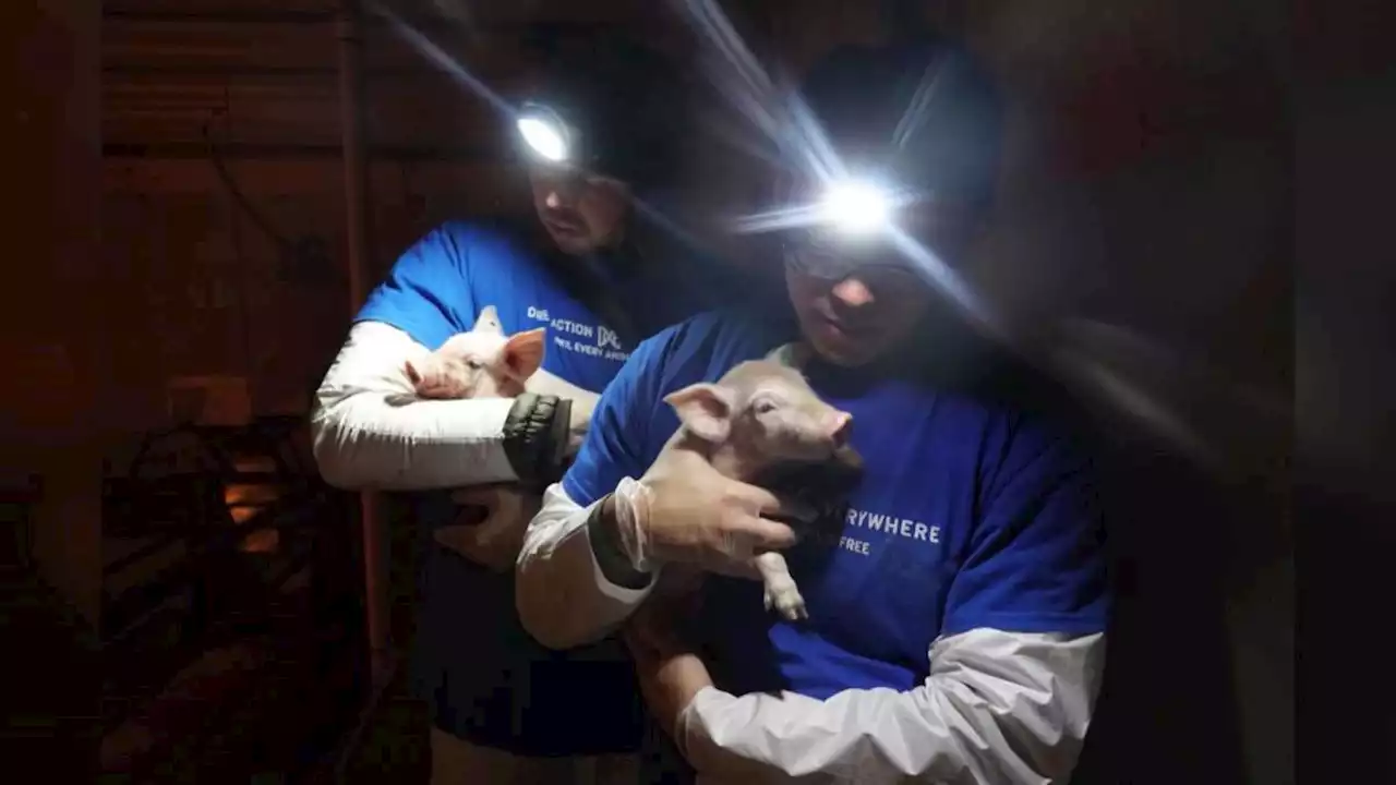 Jury Acquits Animal Rights Activists Who Saved Piglets at Utah Factory Farm