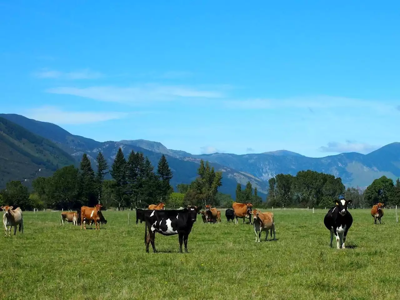 Farmers condemn New Zealand's proposed tax on animal burps