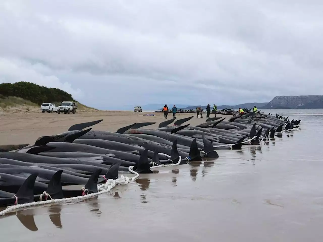 Over 200 stranded pilot whales die on Pacific Ocean's remote Pitt Island