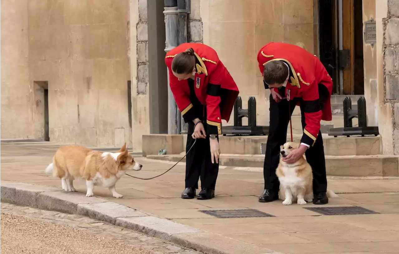 A Surprising Royal Family Member Now Owns The Queen's Corgis