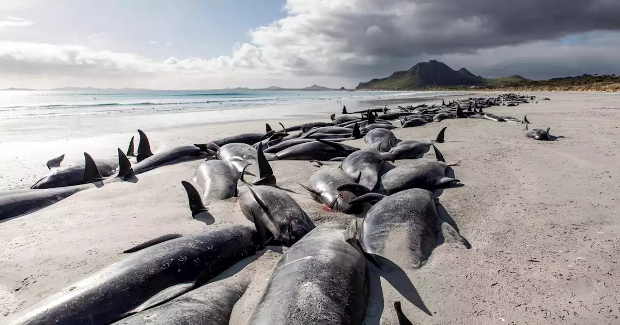 477 pilot whales die in ‘heartbreaking’ New Zealand strandings