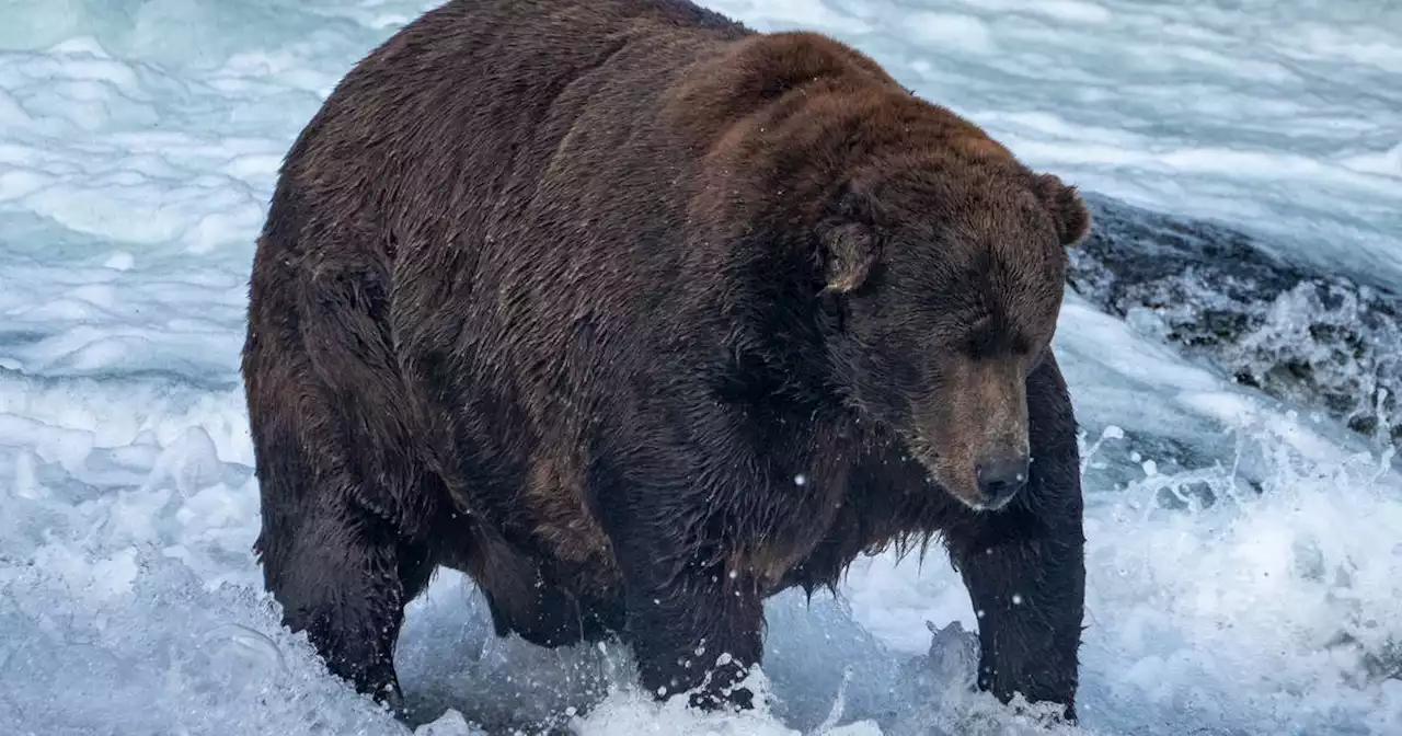 A Fat Bear Week champion is crowned as Katmai’s bears bask in global spotlight