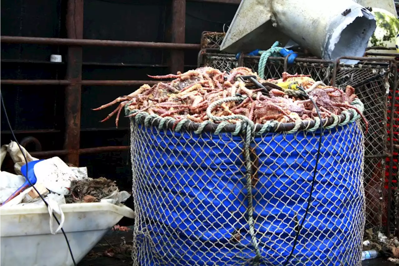 Bering Sea king and snow crab seasons canceled amid population declines