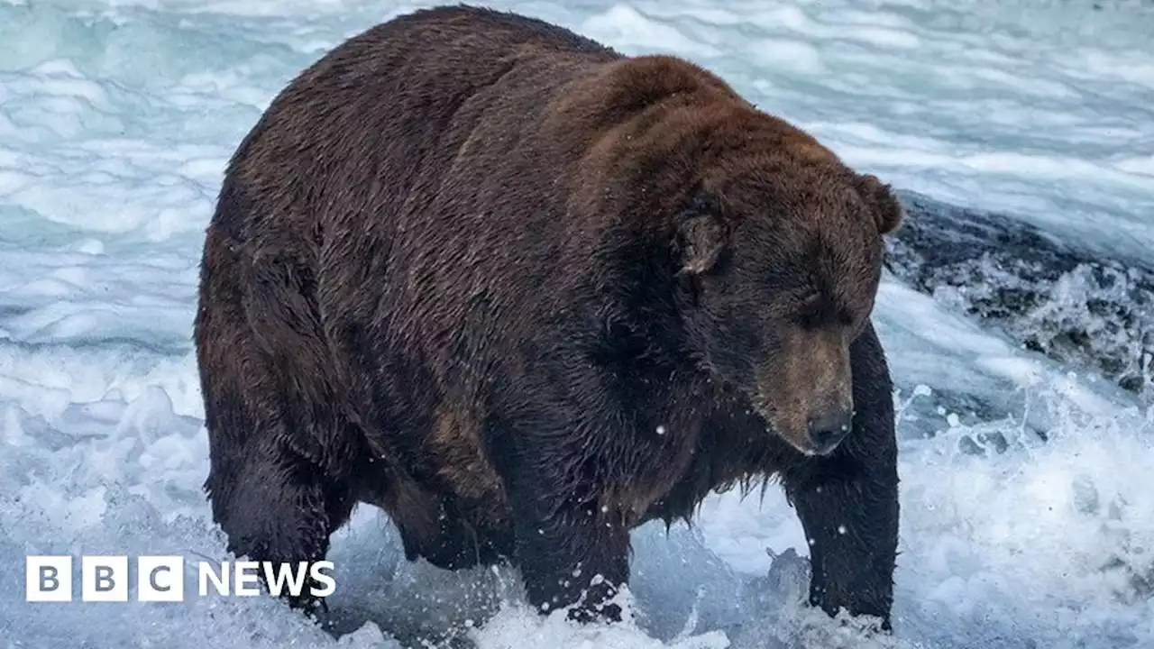 Fat Bear Week winner crowned after cheating scandal