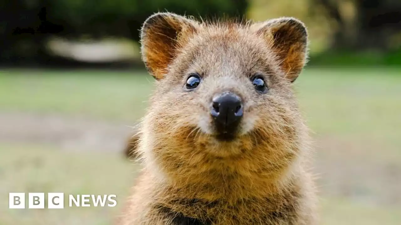 Quokkas and wallabies found dead in Australian zoo mystery