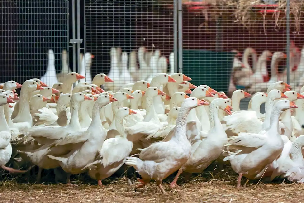 Weshalb die Weihnachtsgans in Gefahr ist