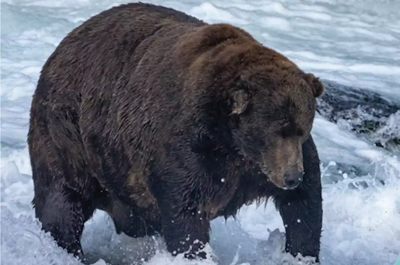 This Absolute Unit Has Been Crowned The Winner Of Fat Bear Week