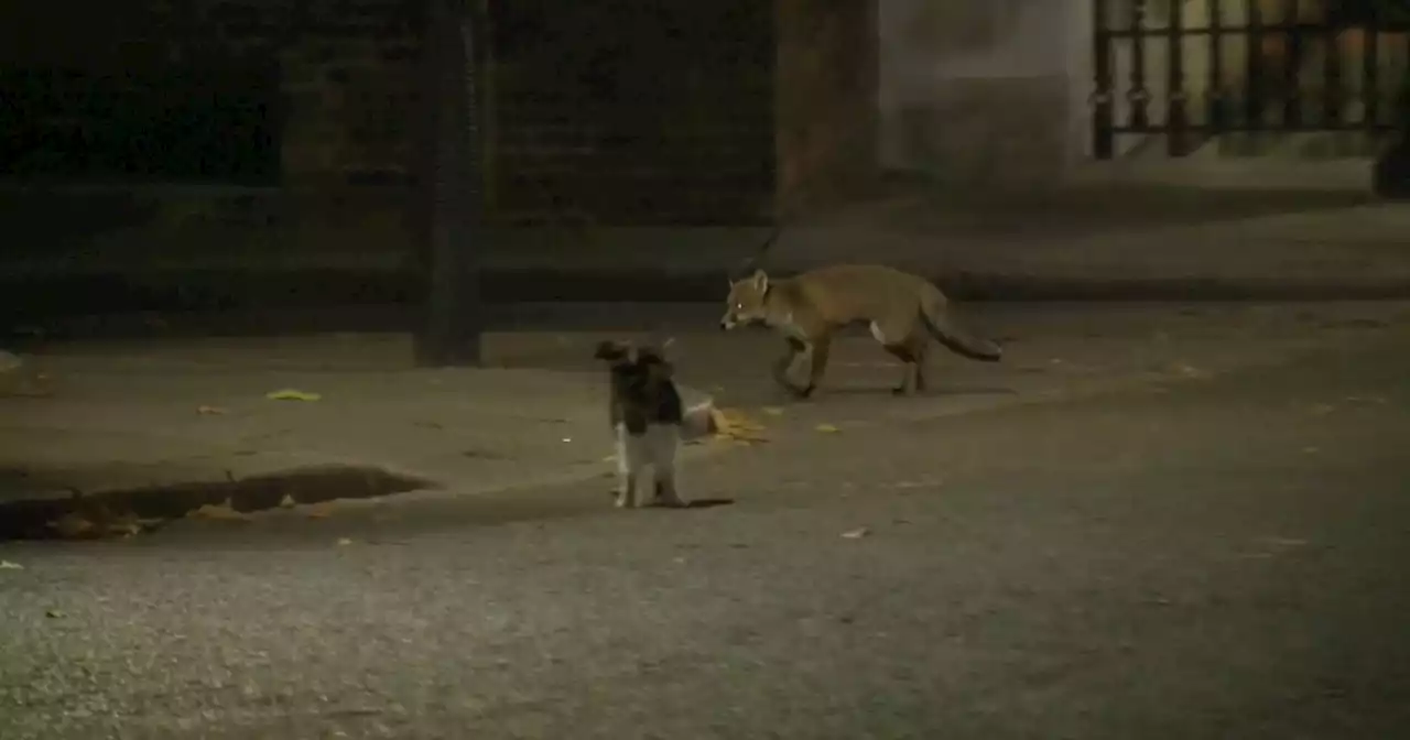 Chief mouse hunter Larry the Cat chases fox away from outside U.K. prime minister's office