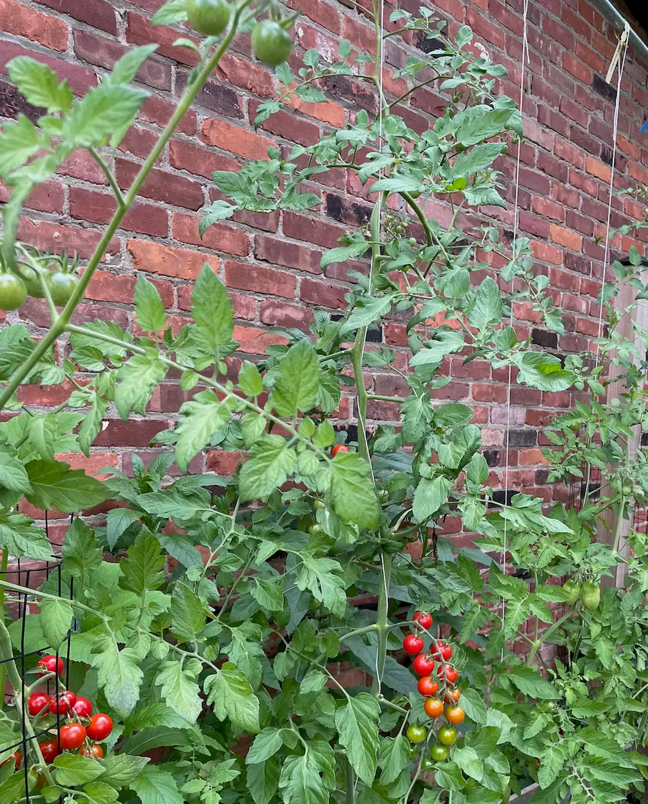 What do Cleveland Browns fans and gardening have in common?