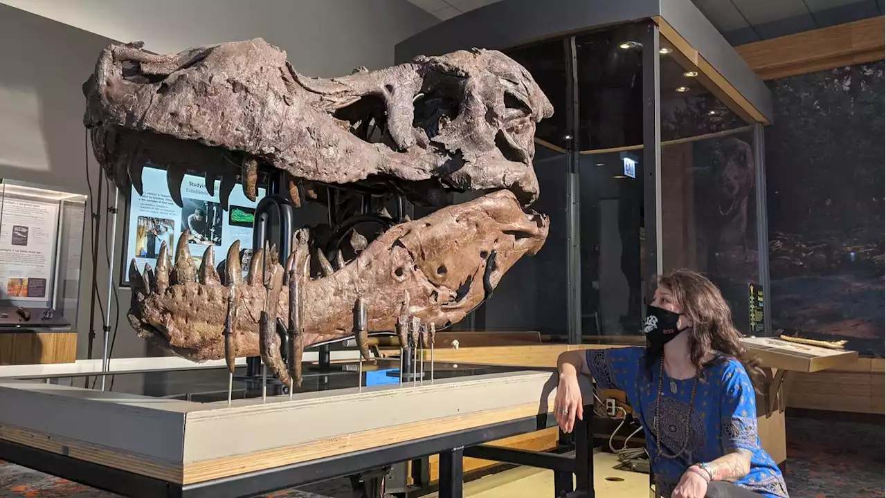 What Caused This T. Rex’s Strange Skull Injuries?