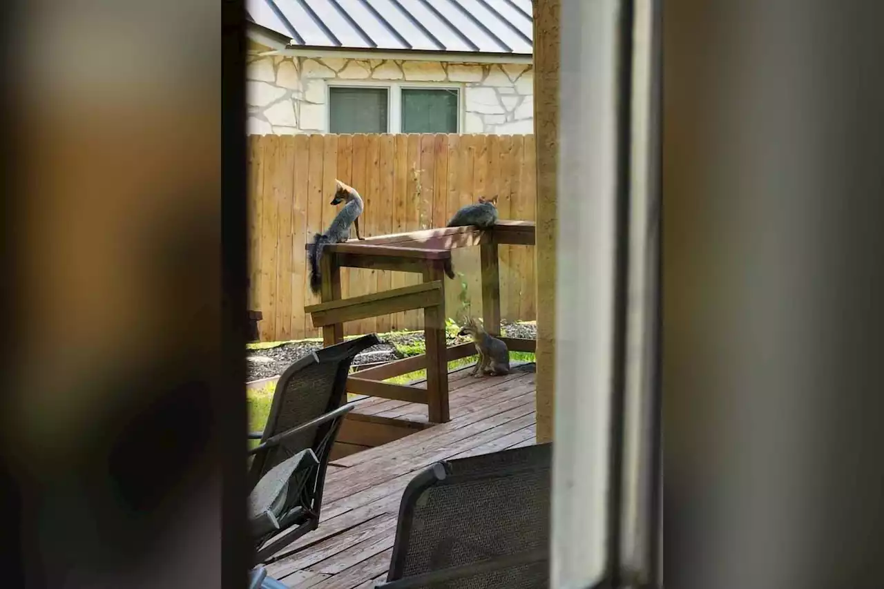 Photos: Baby foxes have claimed a San Antonio backyard as their own