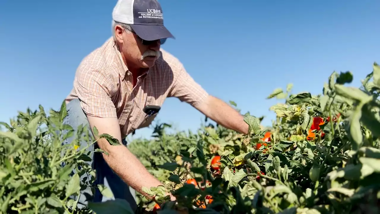 California's drought adds to food inflation with tomatoes, onions, garlic hit