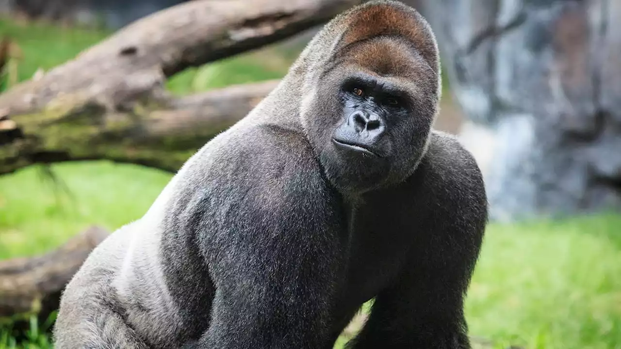 Beloved Kansas City Zoo gorilla Curtis dead at 28