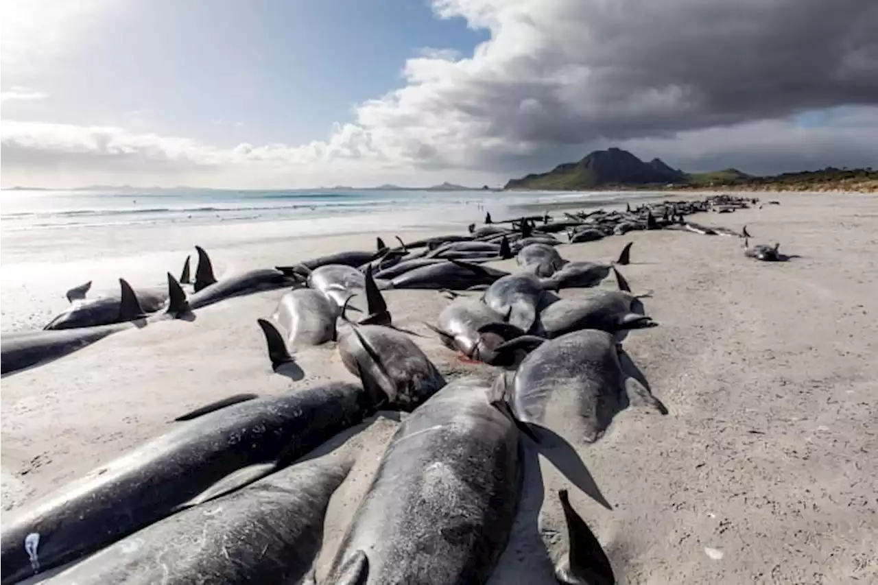 477 whales die in 'heartbreaking' New Zealand strandings