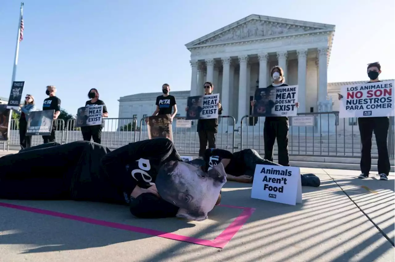 US Supreme Court weighs California’s animal cruelty law regulating pigs, pork prices