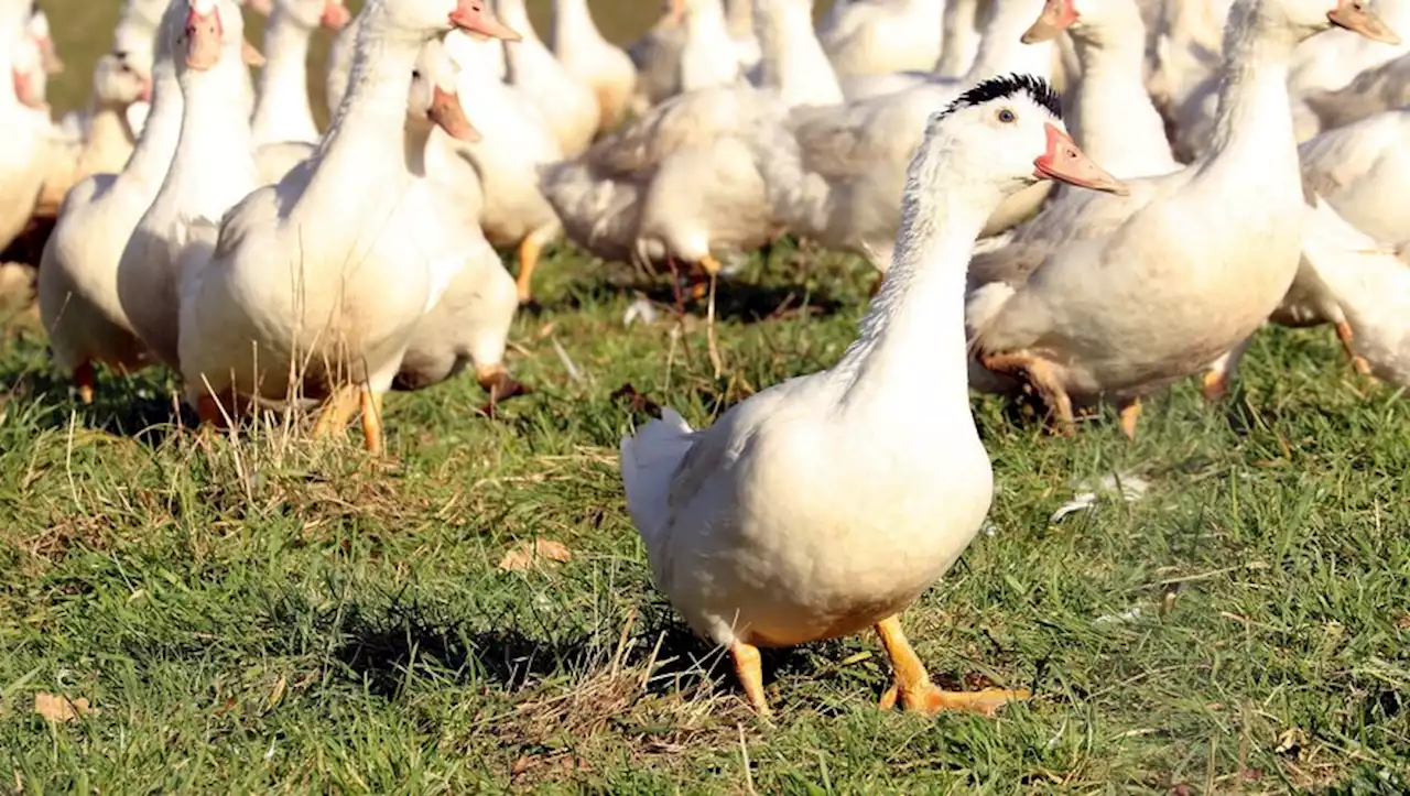 Grippe aviaire : plus de 300 000 volailles d'élevage abattues depuis le 1er août