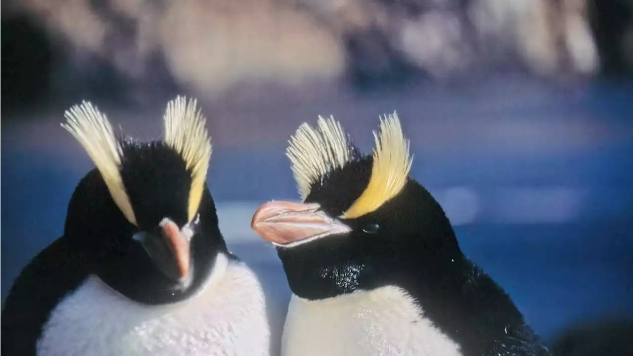 In 'bizarre behavior,' New Zealand penguins lay one egg, reject it, and then lay another. Now, scientists know why.