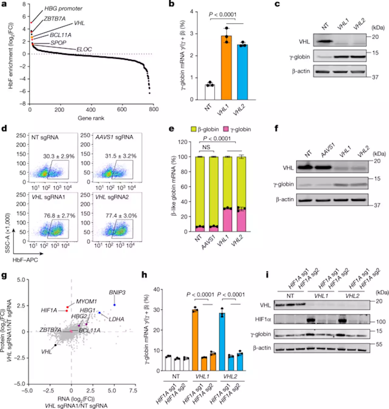 Activation of γ-globin expression by hypoxia-inducible factor 1α - Nature