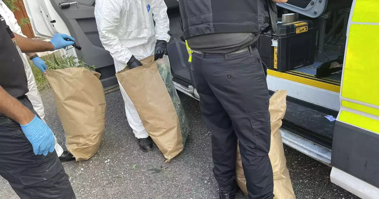 Cannabis farm with dozens of plants uncovered near major Greater Manchester road