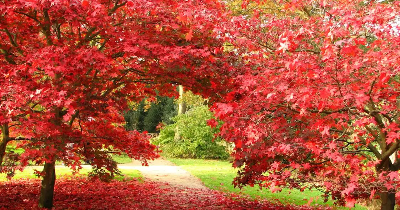 The best National Trust sites near Greater Manchester to see the leaves change