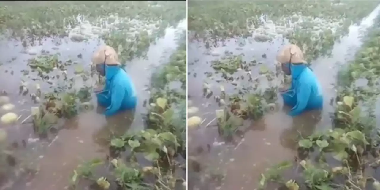 Viral Petani Melon Ini Menangis Lihat Kebunnya Kebanjiran, Bikin Haru | merdeka.com