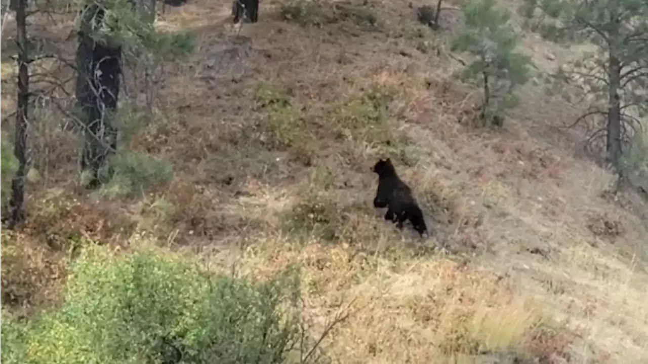 Bear cub reunited with mom by WSDOT maintenance worker