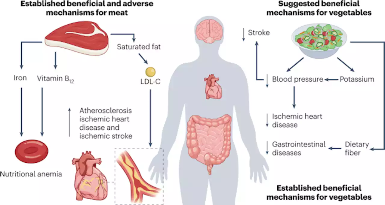 Meat, vegetables and health — interpreting the evidence - Nature Medicine