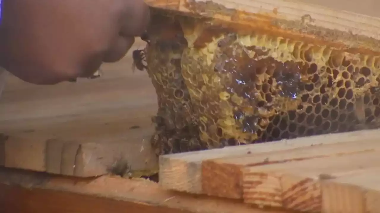 Beekeepers Seek Boston Code Changes to Help Declining Honeybee Population