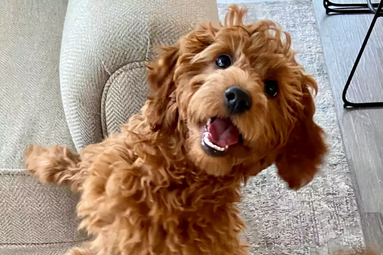 Joy as labradoodle dances to 'Happy' with family on hind legs