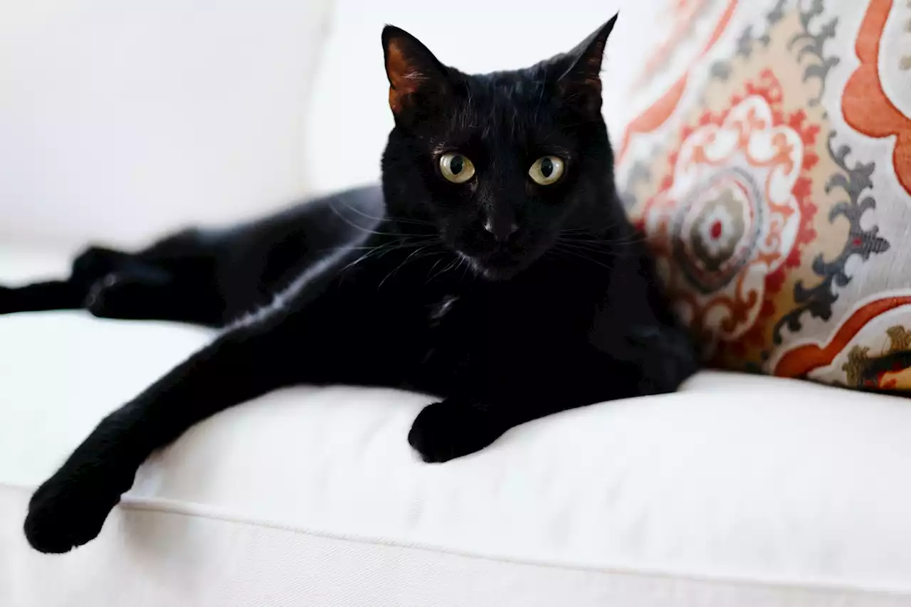 Cat people are flipping the ‘bad luck’ brand for Black Cat Day: poll