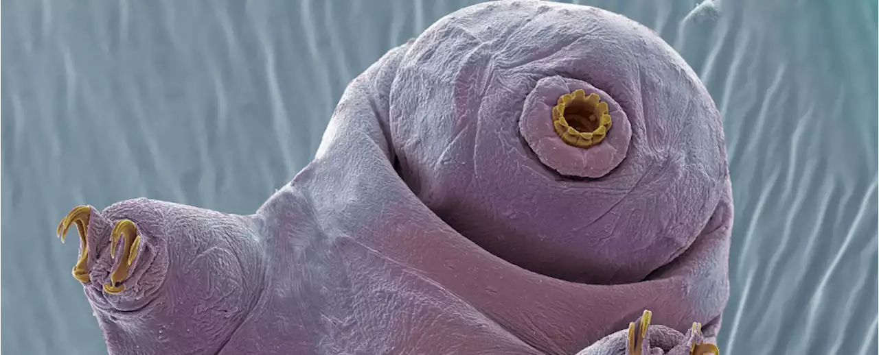 Tardigrades Can Survive Frozen Oblivion by Pausing Their Biological Clocks